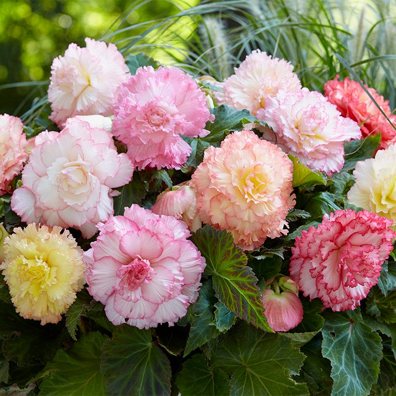 Samba Pastel Begonia Mix - Image 2