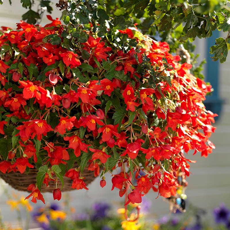 Shade Porch Hummingbird Begonia Collection - Image 2