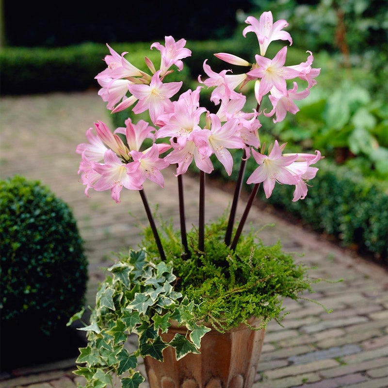 Belladonna Lily - Image 2