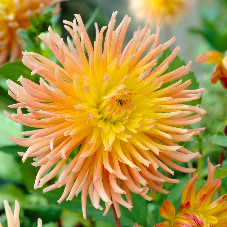 Star Elite Cactus Dahlia - Image 3