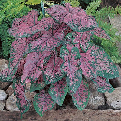 Fannie Munson Caladium