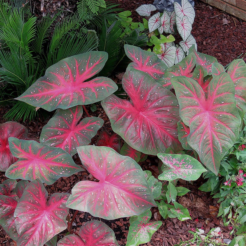 Red Flash Caladium - Image 2