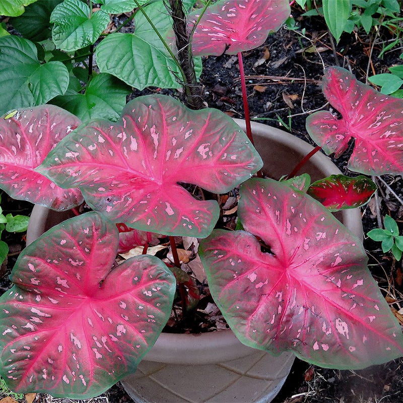 Red Flash Caladium - Image 3