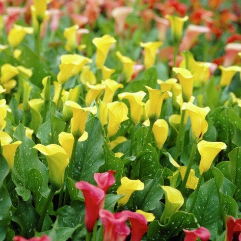 Best Gold Calla Lily - Image 2