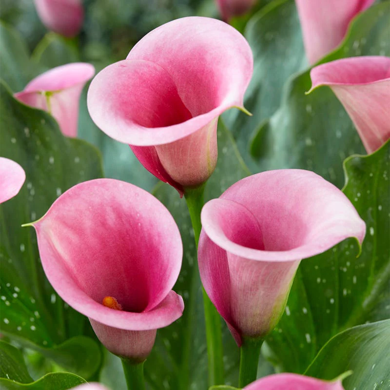 Captain Violetta® Calla Lily