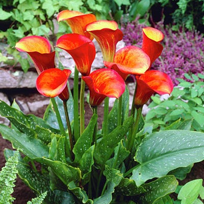 Flame Calla Lily - Image 3