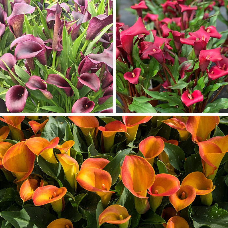 Jewelbox Calla Collection - Image 2