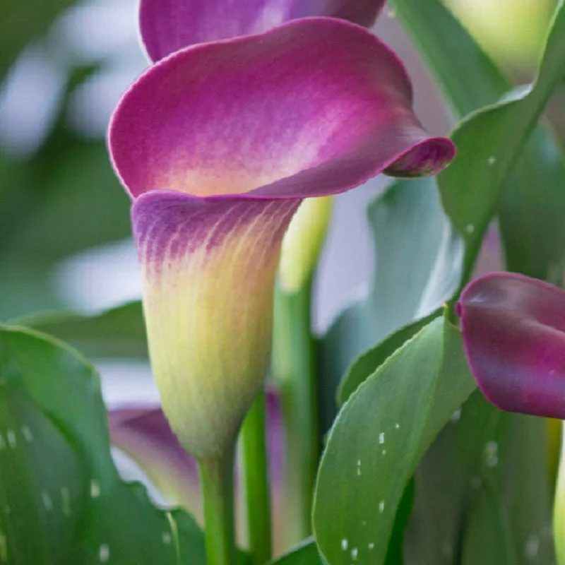 Nashville Calla Lily - Image 2
