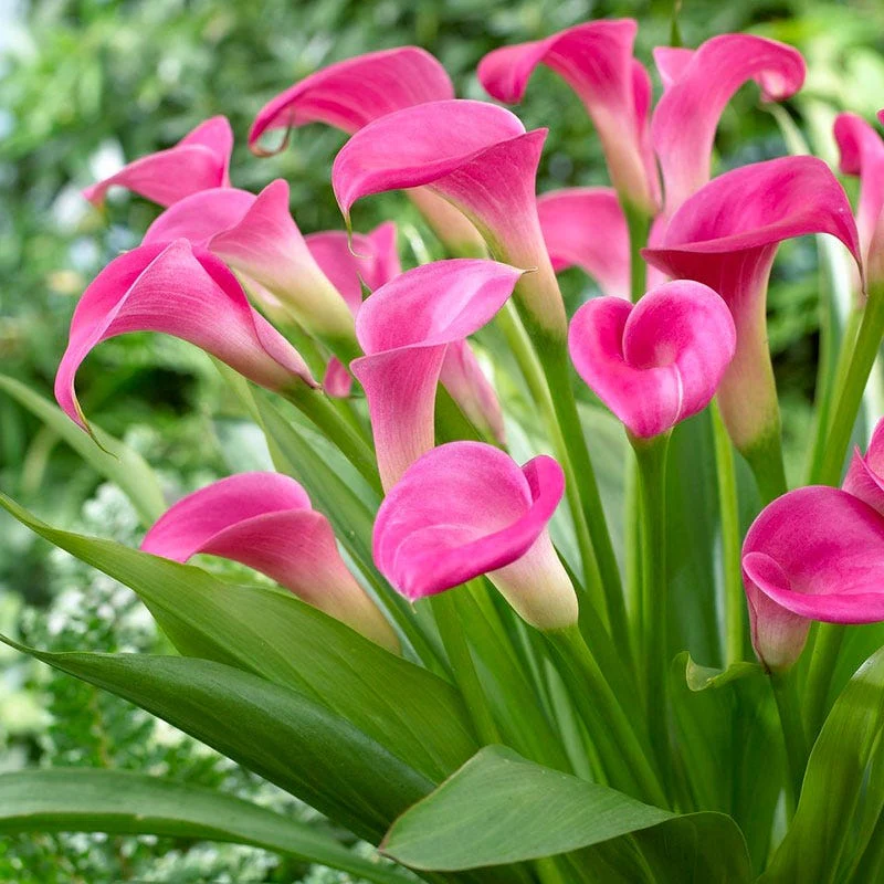 Super Gem Calla Lily