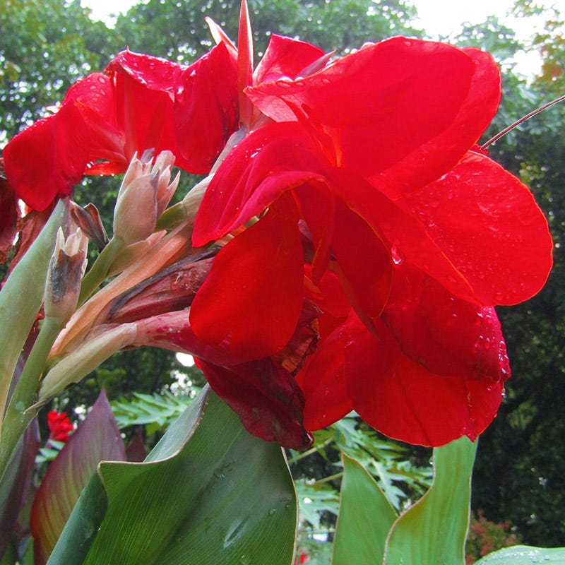 Brilliant Canna Collection - Image 3