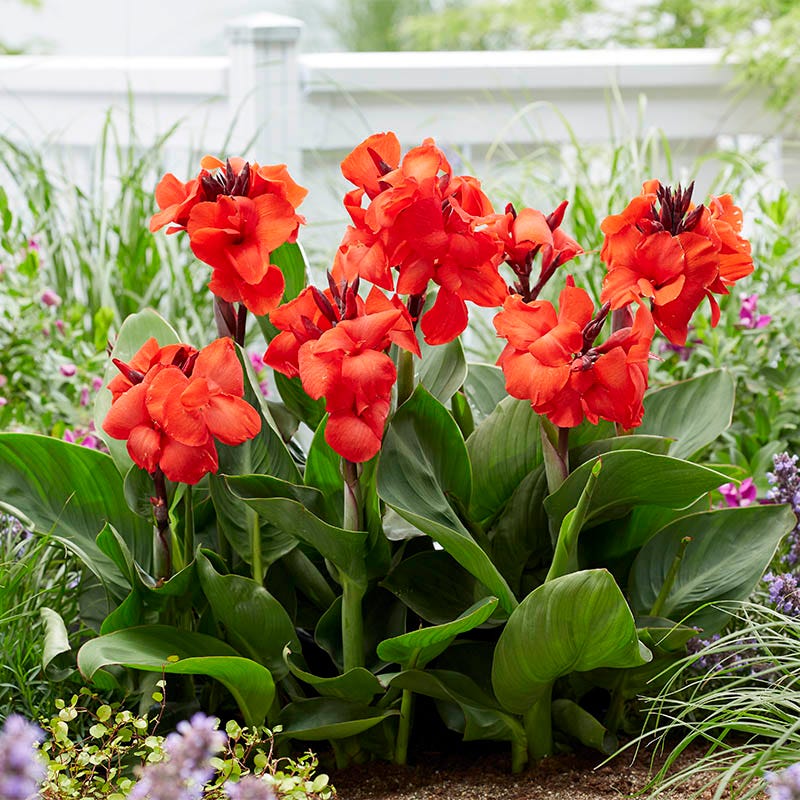CannaSol™ Happy Carmen Canna Lily - Image 2
