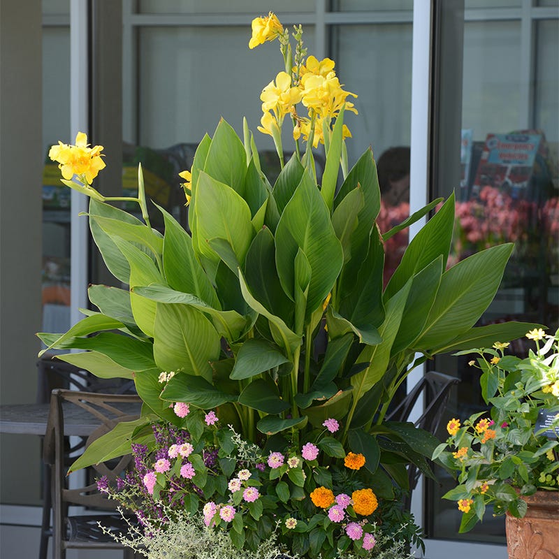 Cannova® Yellow Canna Lily - Image 3