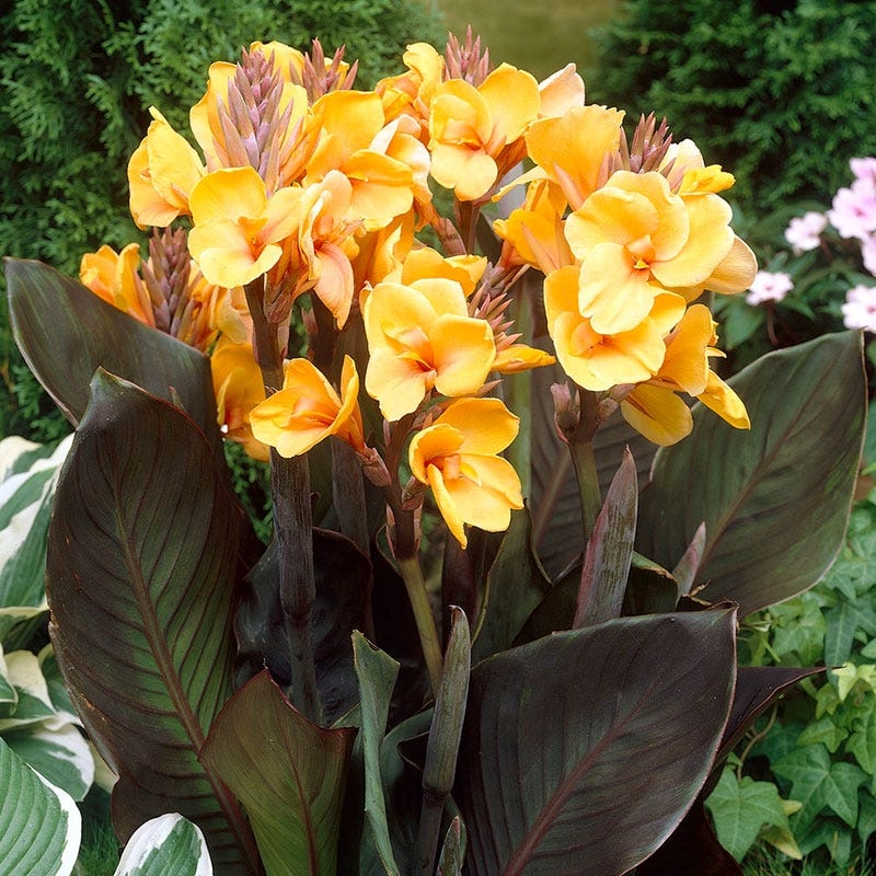Chocolate Sunrise Canna Lily - Image 2