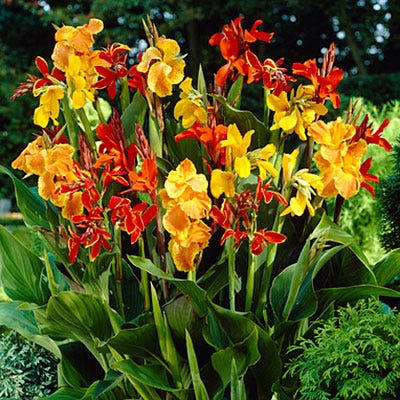 Canna Lily Mix - Image 2