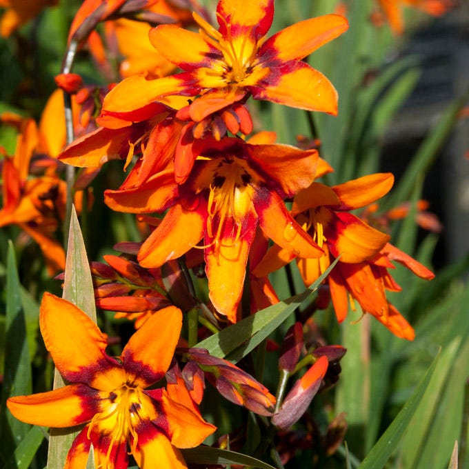 Emily Mckenzie Crocosmia - Image 2