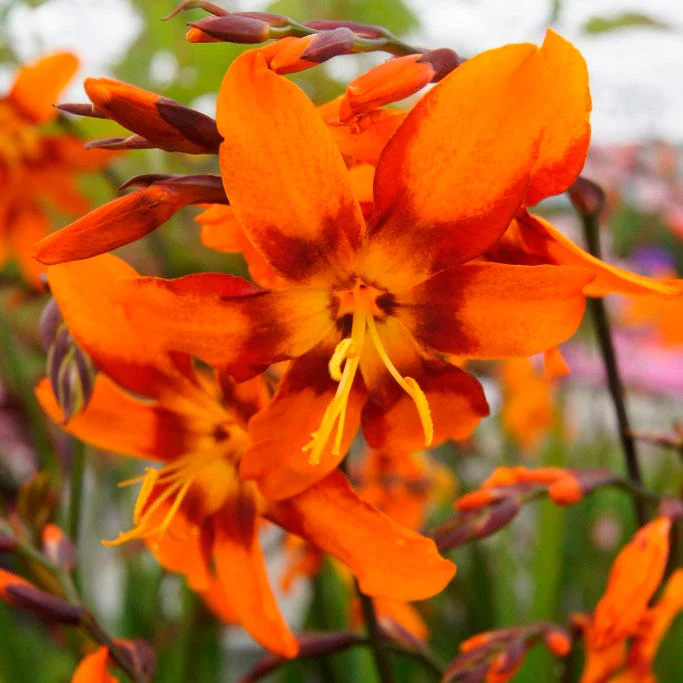 Emily Mckenzie Crocosmia - Image 3