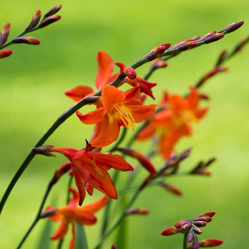 Eva Crocosmia - Image 2