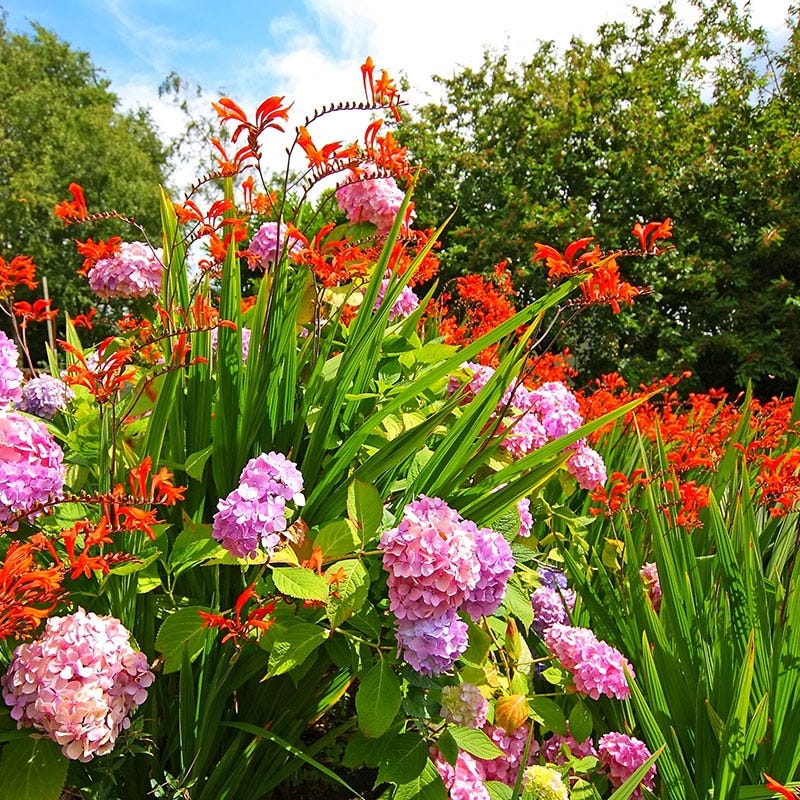 Lucifer Crocosmia - Image 6