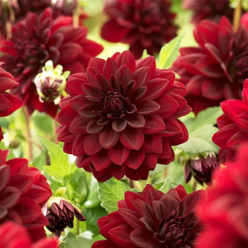 Arabian Night Decorative Dahlia - Image 2