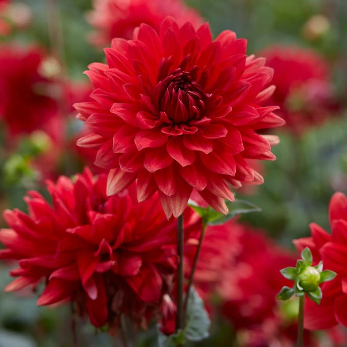 Babylon Red Dinner Plate Dahlia