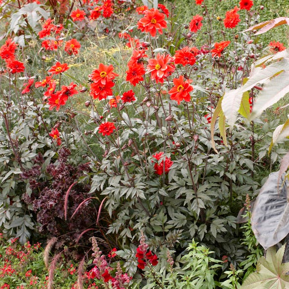 Bishop of Llandaff Peony Flowering Dahlia - Image 2