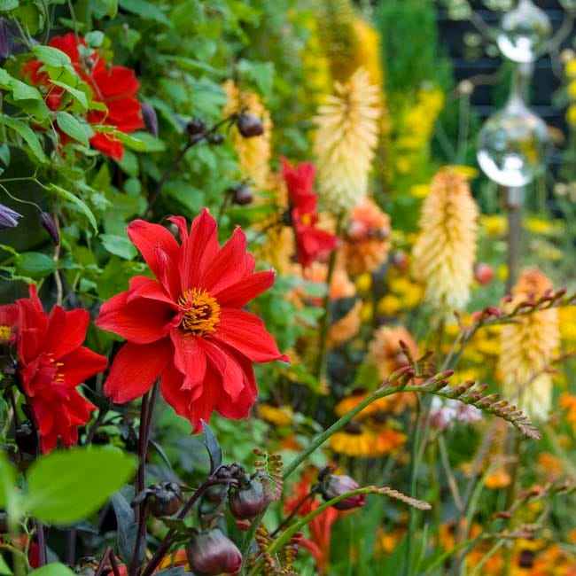 Black Forest Cake Dahlia Collection - Image 2