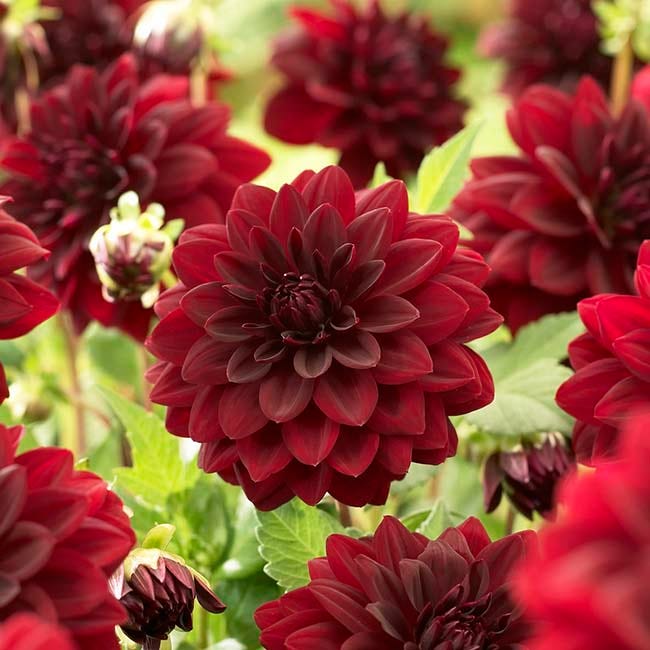Black Forest Cake Dahlia Collection - Image 5
