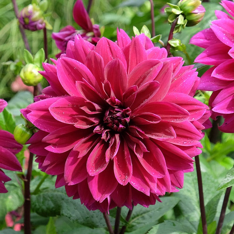 Dahlia Days Limited Collection - Image 2