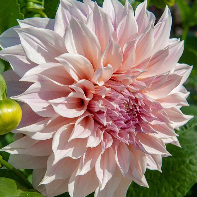 Cafe Au Lait Dinner Plate Dahlia - Image 4