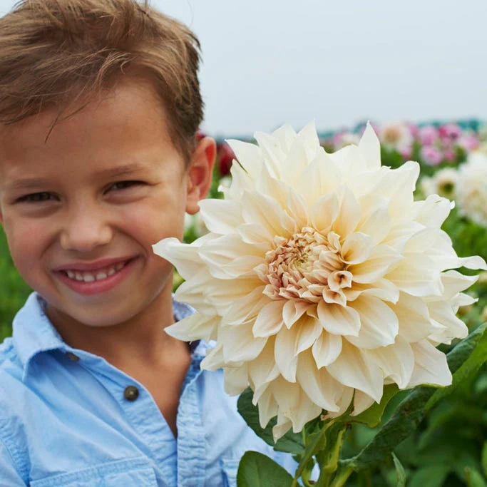 Cafe Au Lait Dinner Plate Dahlia - Image 5