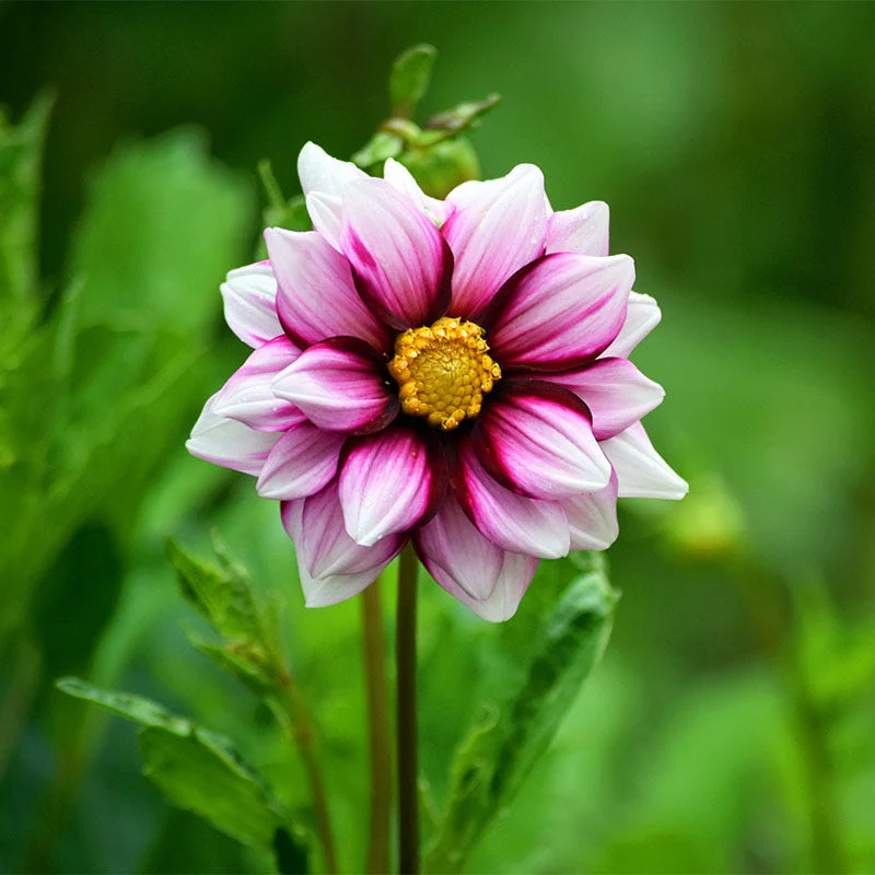 Edge of Joy Dahlia - Image 2