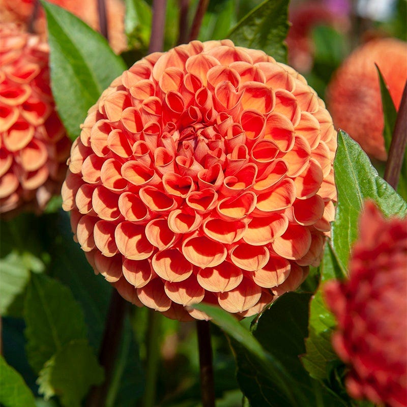 Evening Glow Dahlia Collection - Image 3