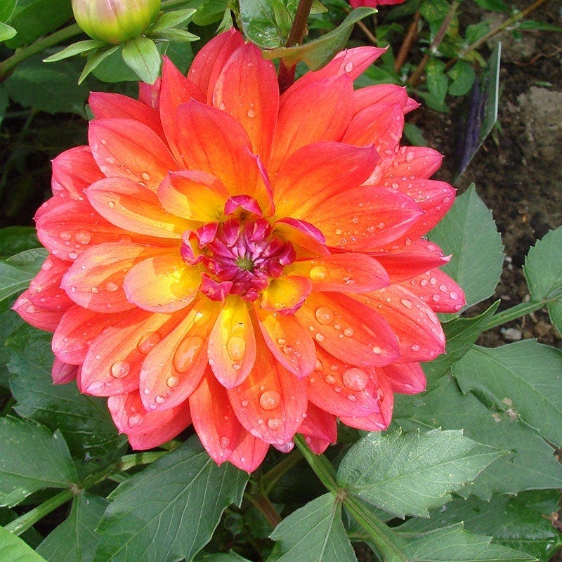 Firepot Decorative Dahlia - Image 3