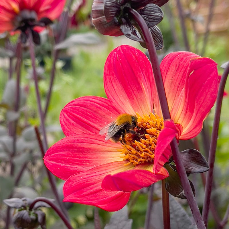 Dahlia Days Limited Collection - Image 4