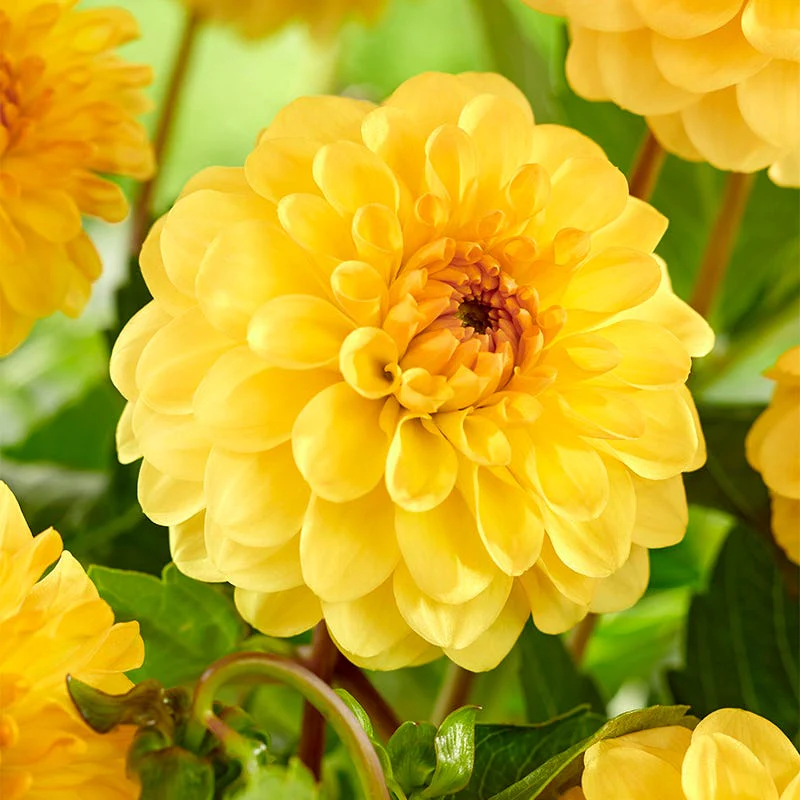 Golden Scepter Pompon Dahlia