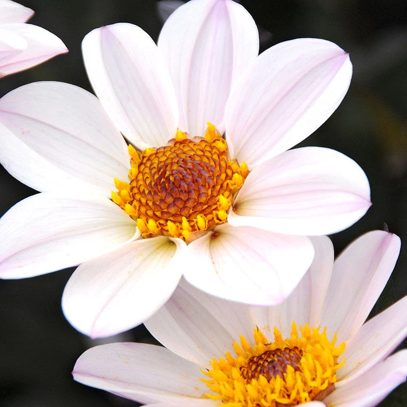Happy Single® Princess Dahlia - Image 2