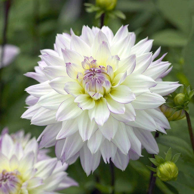 Harmonic Dahlia Collection - Image 3
