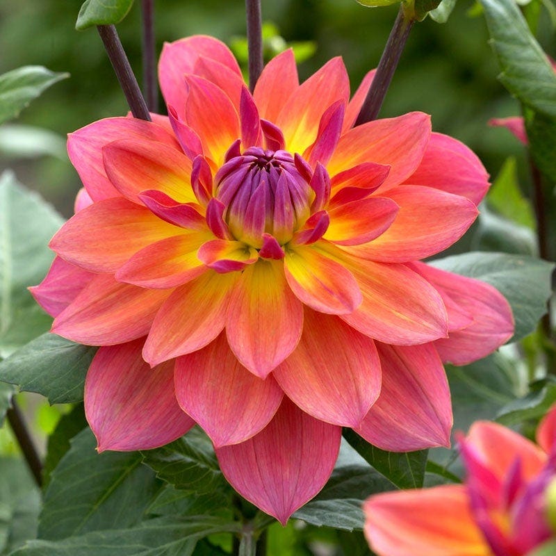 Harmonic Dahlia Collection - Image 4