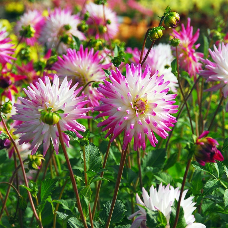 Hayley Jane Cactus Dahlia - Image 2