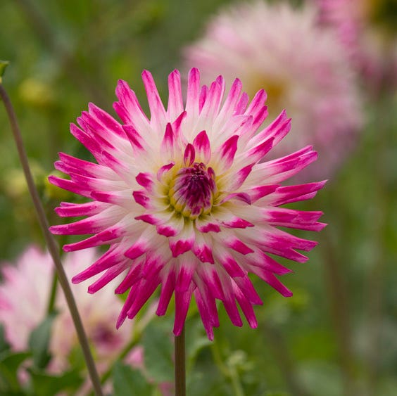Hayley Jane Cactus Dahlia - Image 6