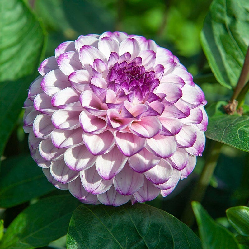Iced Violet Dahlia Collection - Image 2