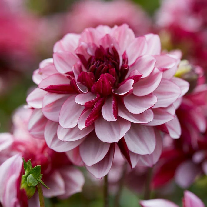 Iced Violet Dahlia Collection - Image 5