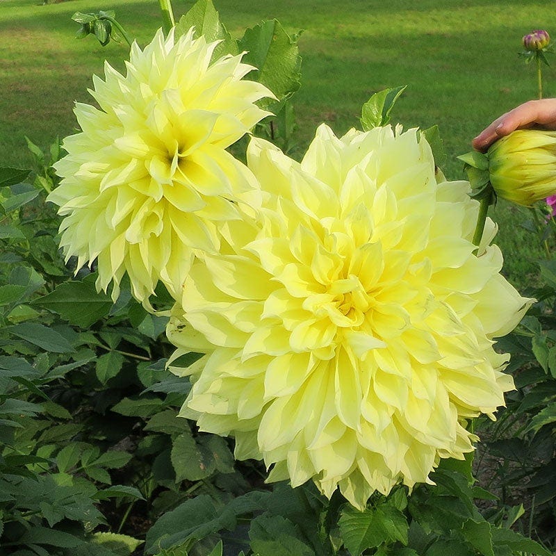 Kelvin Floodlight Dinner Plate Dahlia - Image 3