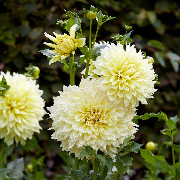 Kelvin Floodlight Dinner Plate Dahlia - Image 4