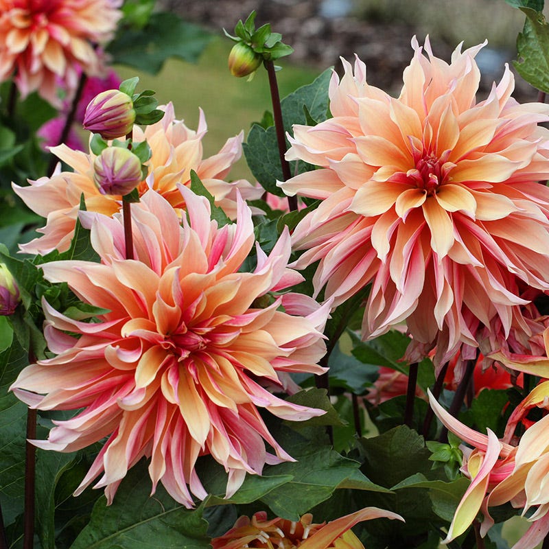 Labyrinth Dinner Plate Dahlia - Image 2