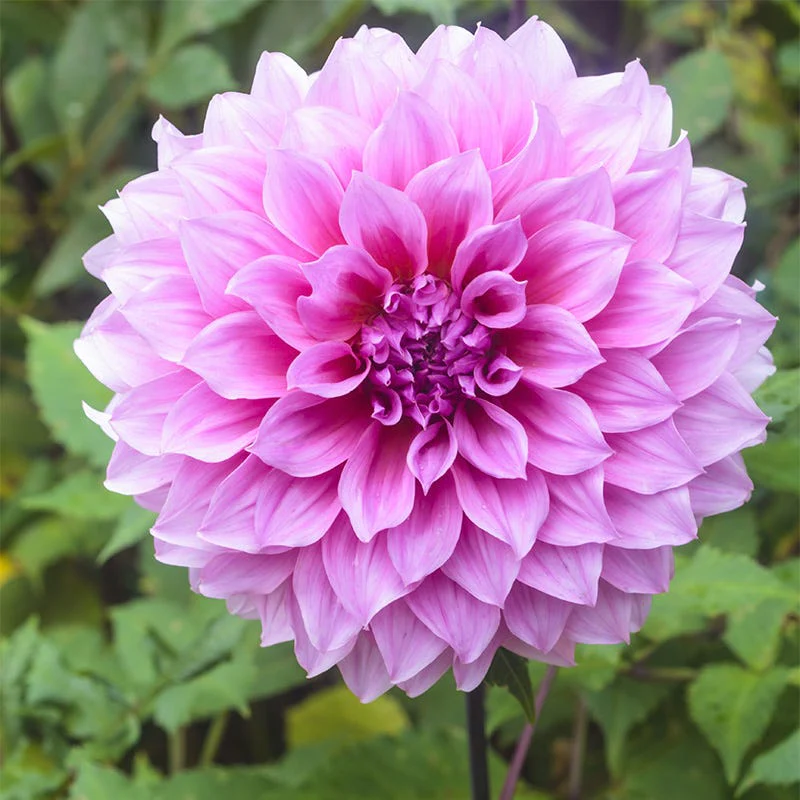 Lavender Perfection Dinner Plate Dahlia