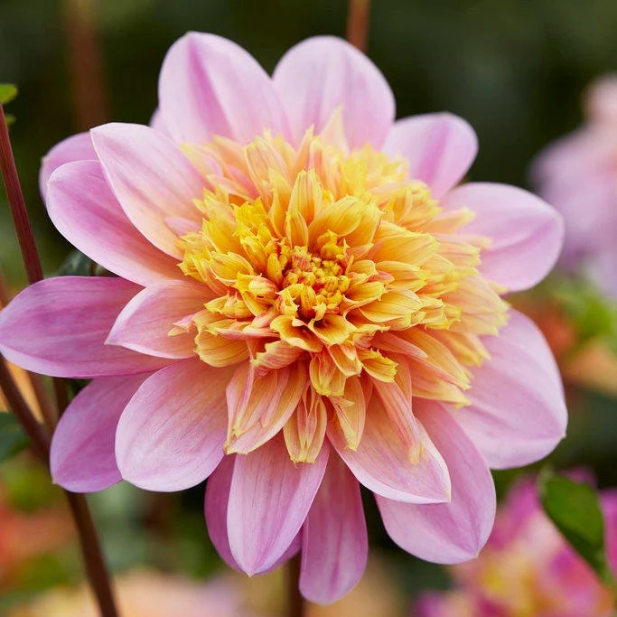 Little Charmers Dahlia Collection - Image 2