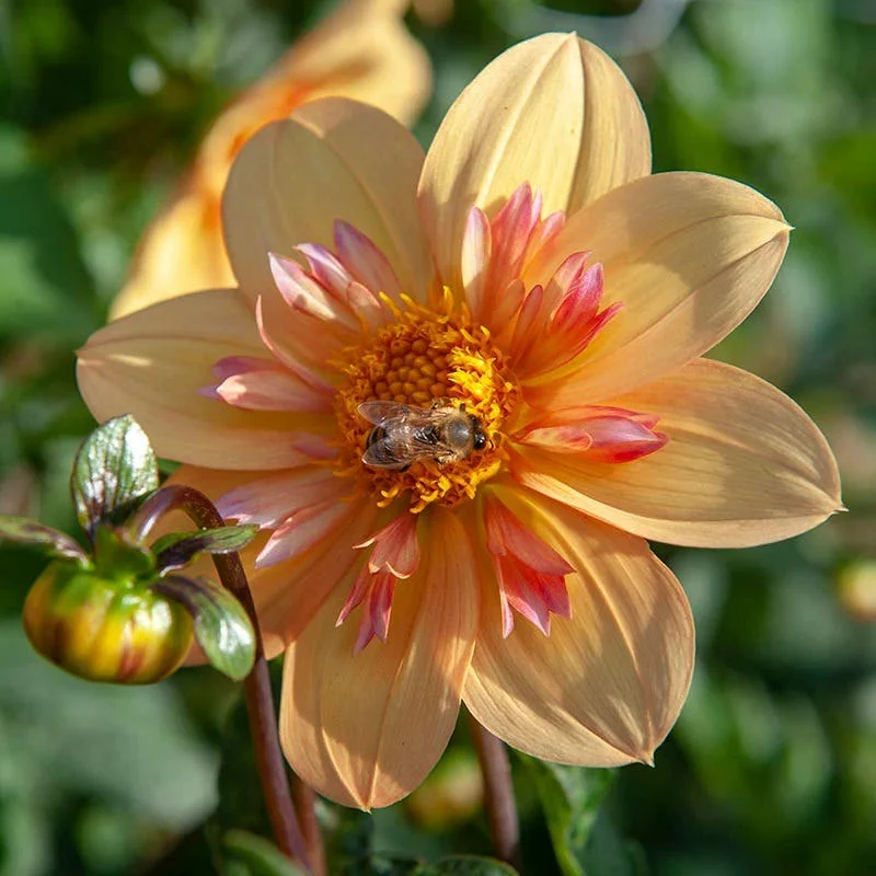Little Charmers Dahlia Collection - Image 5