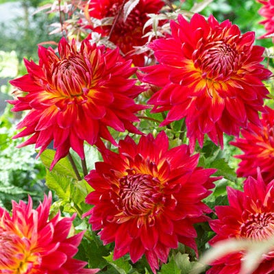 Manhattan Island Dinner Plate Dahlia - Image 2