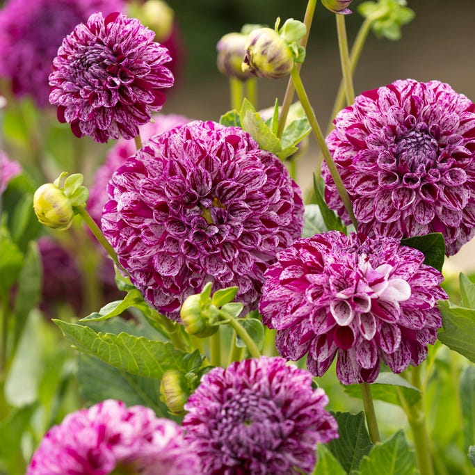 Marble Ball Dahlia - Image 3